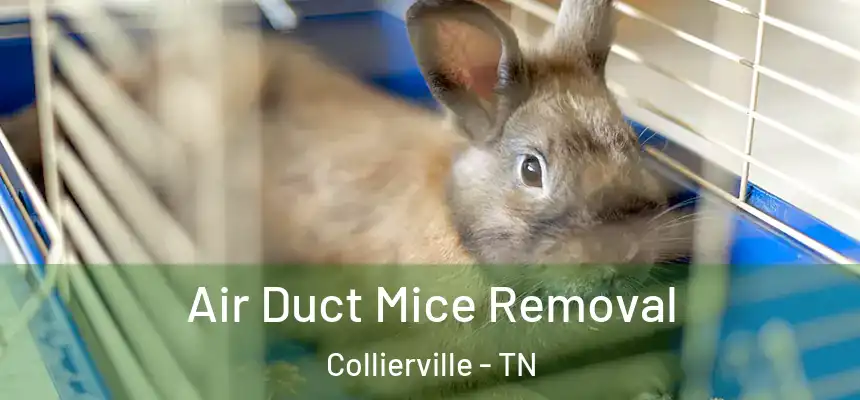 Air Duct Mice Removal Collierville - TN
