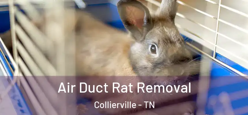  Air Duct Rat Removal Collierville - TN