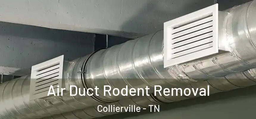  Air Duct Rodent Removal Collierville - TN